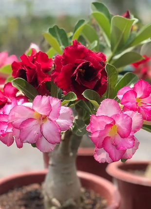 2 Pcs Rainbow Desert Rose Seeds