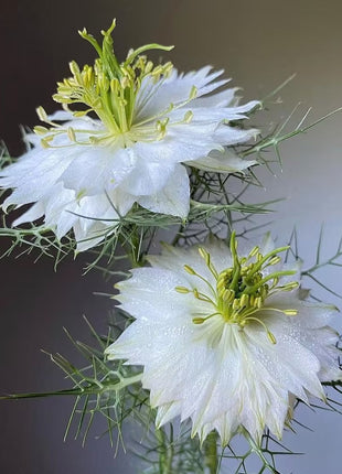 Nigella Sativa-Love in the Mist