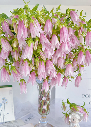 Spotted Bellflower Seeds