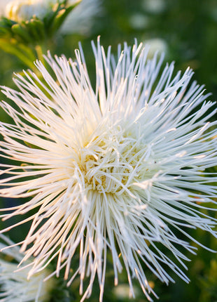 China Aster Valkyrie Yellow