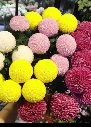🏵️Colorful Ping Pong Chrysanthemum Seeds