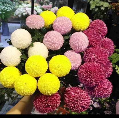 🏵️Colorful Ping Pong Chrysanthemum Seeds
