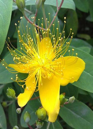 Yellow Hypericum Flowers seeds