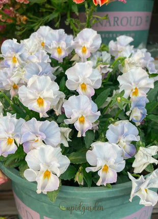 💐 Pansy Winter Elf Series - I Miss You Endlessly