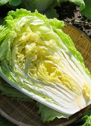 Cabbage Bilko F1 Organic