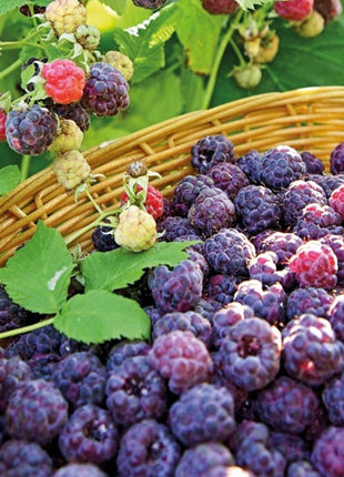 Giant Raspberry Seeds -92% Germination🌱