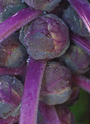 Brussels Sprouts Redarling F1