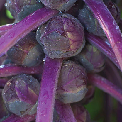 Brussels Sprouts Redarling F1