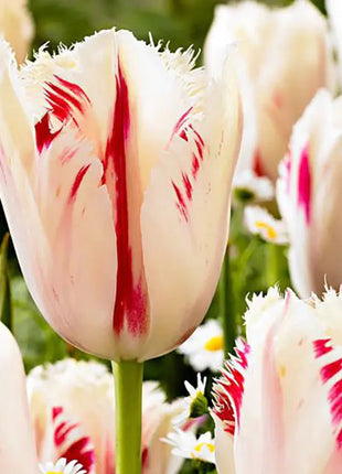 Bonsai Rare Color Tulip Seeds #5