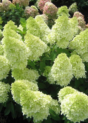 Strawberry Hydrangea Flowers Seeds Mixed Color Plants Home Garden Flower Seeds