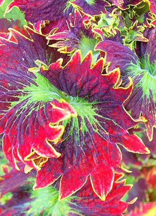 50pcs/Bag Coleus Bonsai Flower Leaf Plants Rainbow Dragon Seeds Garden