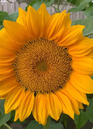 30Pcs Pro Gold Lite Sunflower Seeds