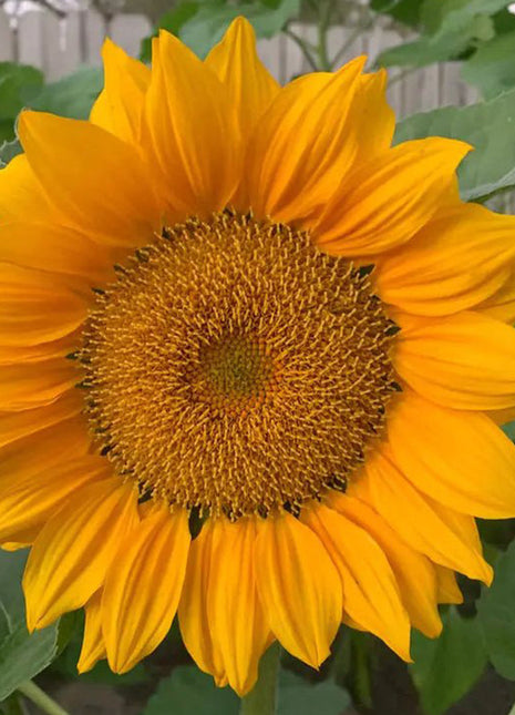 30Pcs Pro Gold Lite Sunflower Seeds