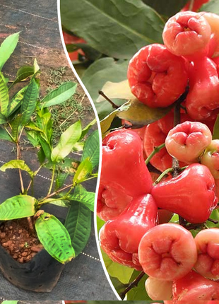 Wax-apple Fruit Seeds🍹