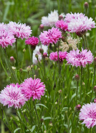 Cornflower Mixed Seeds