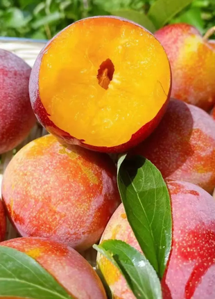 Dahongpao Plum Seeds