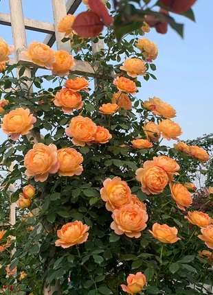 Garden Climbing Rose Flower Seeds
