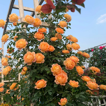 Garden Climbing Rose Flower Seeds