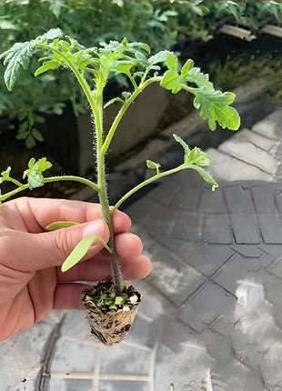 Rare Pruple Tomato Seeds No-Gmo