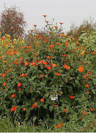 Orange Sunflower,Tithonia Speciosa Goldfinger flower Seeds