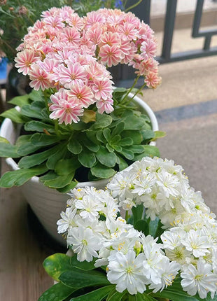 Lewisia Cotyledon Flower Seeds