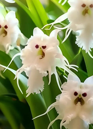 🦊Multicolor Cat Face Orchid Seeds