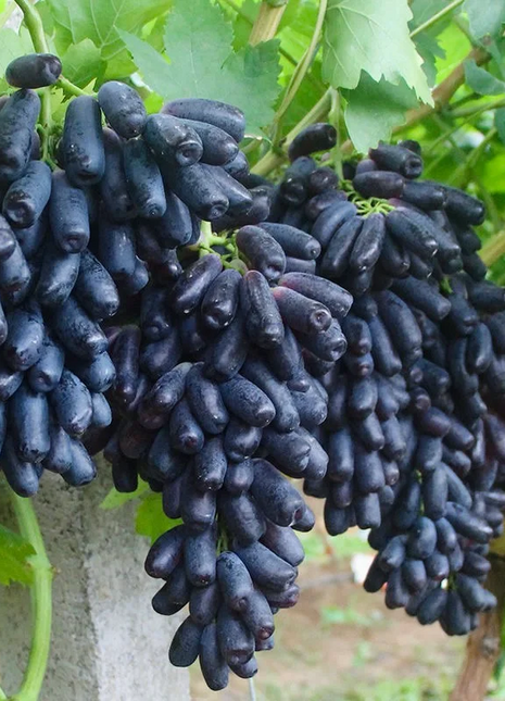 Sweet Sapphire Grape Seeds