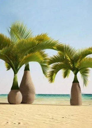 20 Pcs Exotic Bottle Palm Seeds Bonsai Tropical Ornamental Tree Plant Seeds Garden Planting