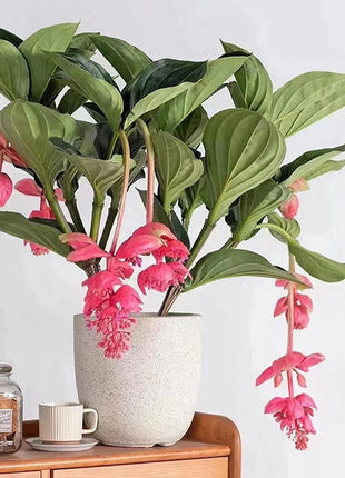 Medinilla Magnifica Flower Seeds