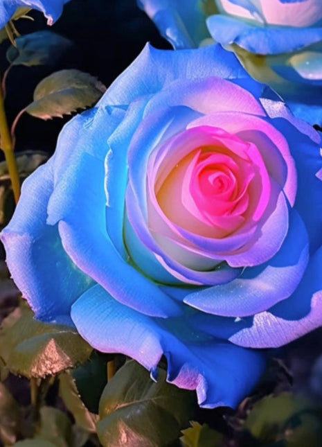 Rare Bag Blue Pink Rose Seeds Scented  Plants  Flowers