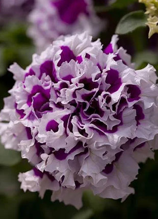 Purple Pirouette Petunia