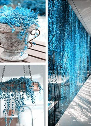 BLUE PEARL CHLOROPHYTUM SEEDS