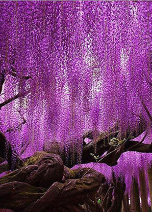 Wisteria Flower Seeds Nature's Purple Elegance