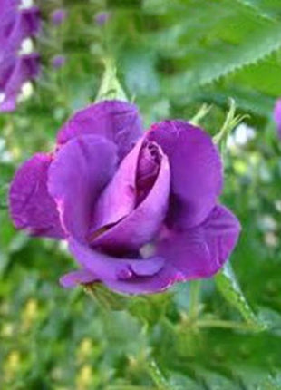 Purple  Climbing Rose Seeds