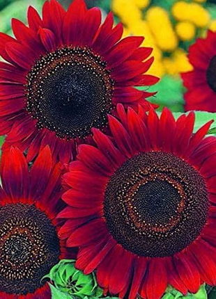 🌻50+ Mixed Color Sunflowers