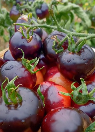 Rare Black Tomato Seeds