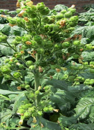 Nicotiana Alata Seeds