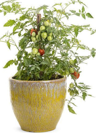 Garden Gem Tomatoes