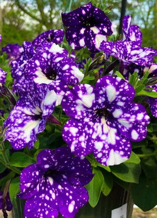 50/100Pcs 'Night Sky' Petunia Seeds