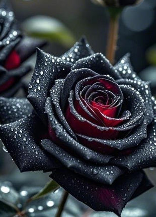 Black Rose Seeds (80-100 Pcs) – Rare & Beautiful Flowers | Romantic & Elegant Garden Decor