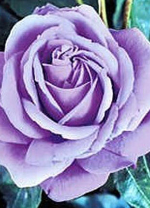 Light Blue Climbing Rose Seeds