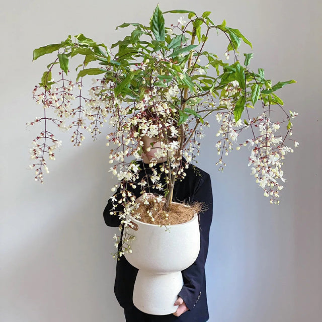 🌼Weeping Jasmine Seeds - White Jade Butterfly