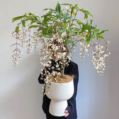 🌼Weeping Jasmine Seeds - White Jade Butterfly