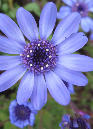 Blue Daisy Felicia Amelloides Chrysanthemum