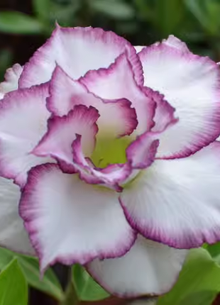 Beautiful whirlpool💞Desert Rose Seeds