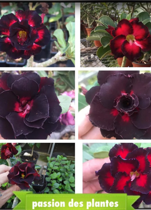 Red heart with black border desert Rose Seeds