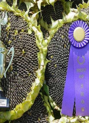 50 Pcs Mongolian Giant Sunflower Seeds