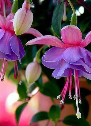 Fuchsia Hybrida Voss Seeds The fairy flower