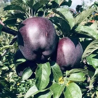 Rare Black Diamond Apple Seeds