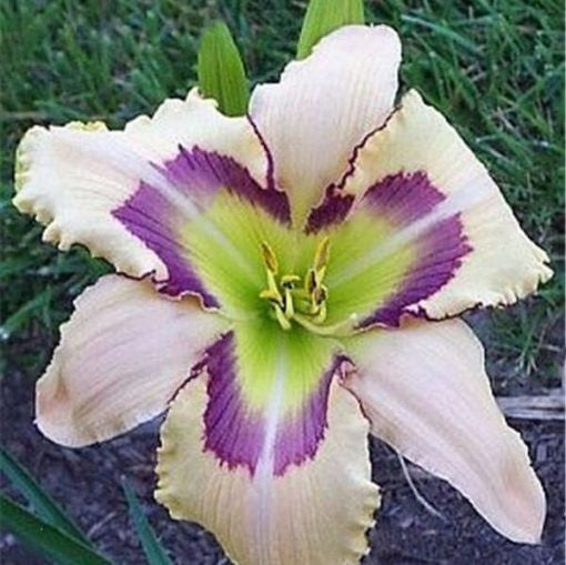 Daylily Hybrid Flowers Seeds, Hemerocallis Hybrid, 20pcs/pack